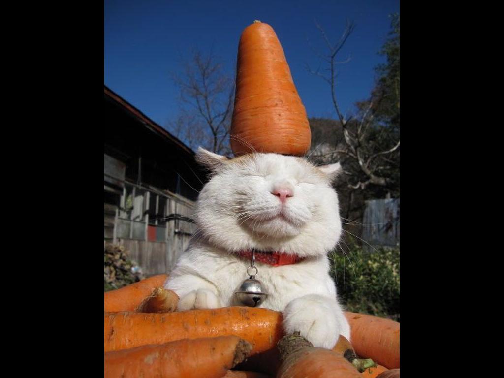 KittyCarrot