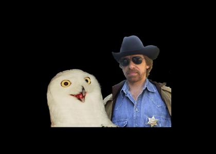 The O RLY owl doesn't question chuck norris (updated)