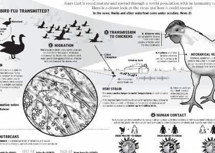 Bird Flu Information