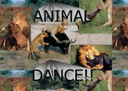 Animal Dance!!