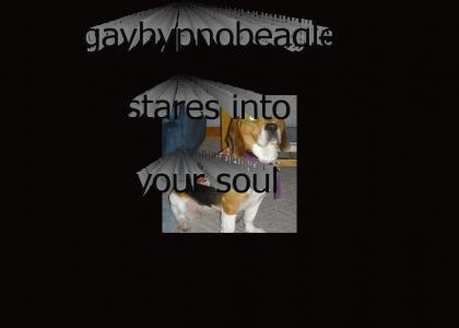 gayhypnobeagle