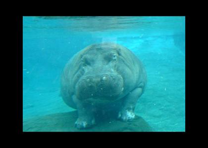 I want a hippopotamus for Christmas