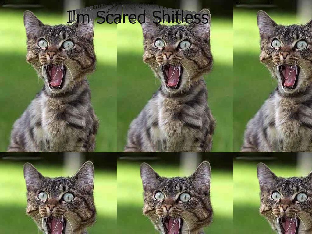 Scarykittyscaredshitless