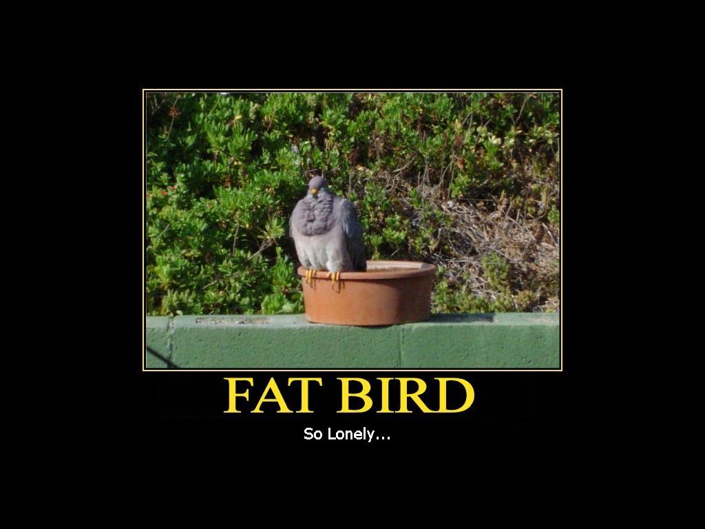 fatbird