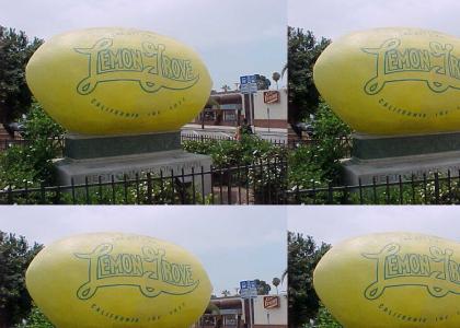 Did you Grow the World's Largest Lemon?
