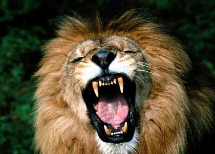 RAAAAA I'M A LION