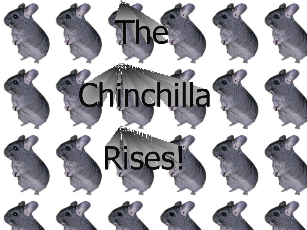 chinchillarise