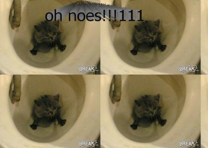 NEDM CAT OH NOES!!!!!111