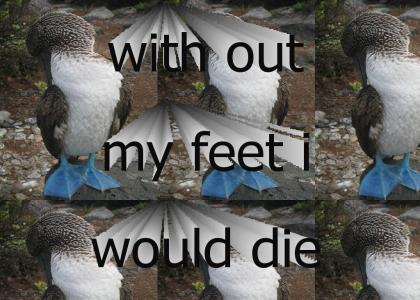 Blue feet, lol ... Dew Army