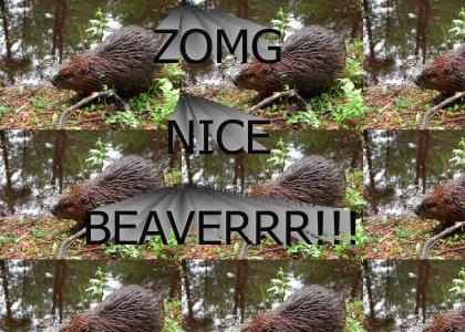 Nice beaverrr.