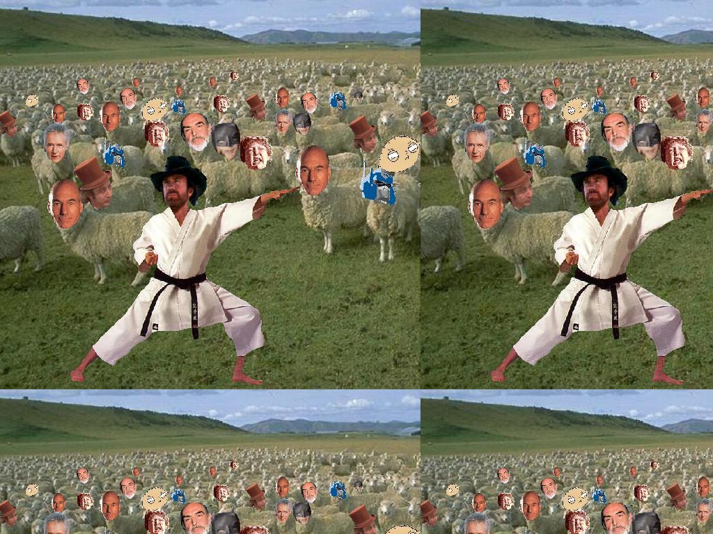 chucknorrissheepherder