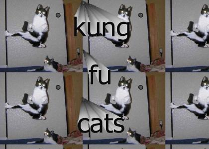kung fu cats