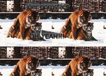 Tiger Pornstars!