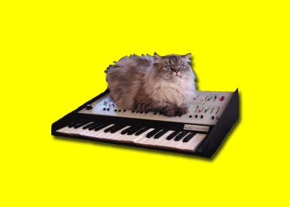Synth Cat
