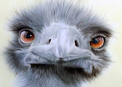 Emu....Stares into your soul