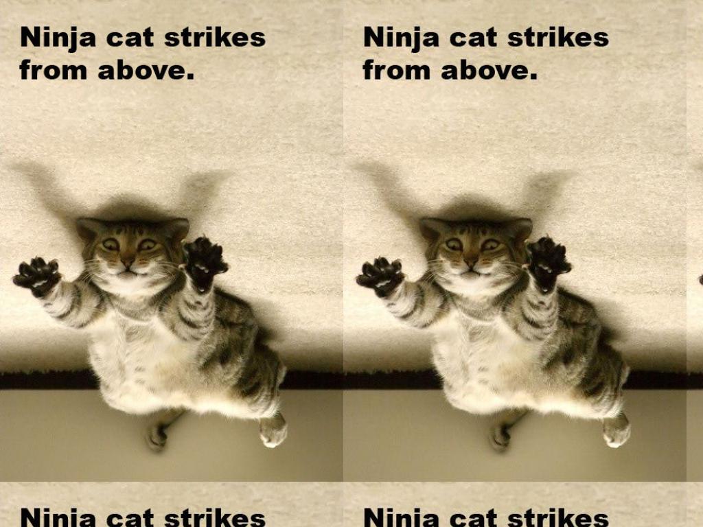 ninjacatnotamused