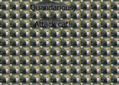 Quandarious the attack cat