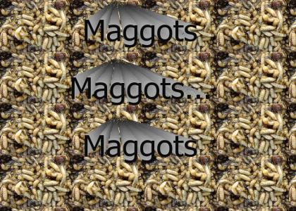 Maggots, maggots, maggots