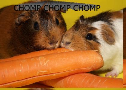 CHOMPTMND: Hamster CHOMP