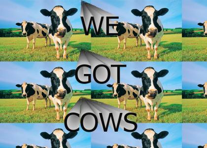 we got cows!