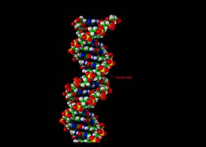 Deoxyribo Nucleic Acid Bingo