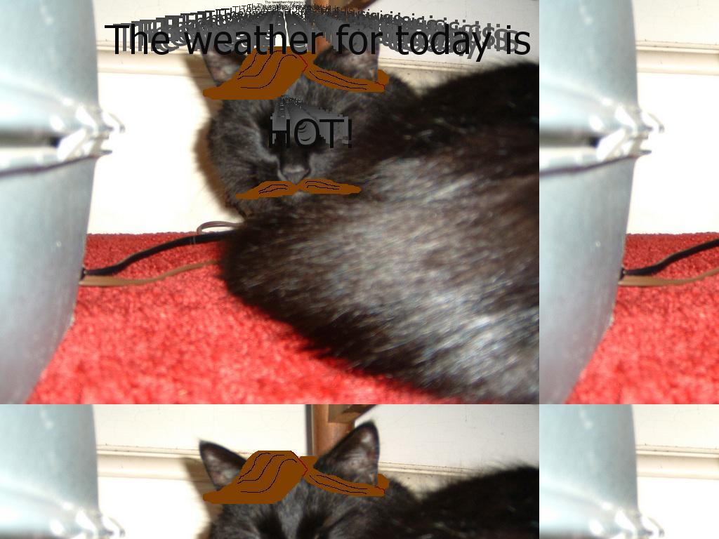 weathercat