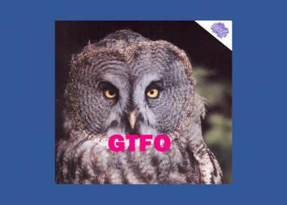 PTKFGS: GTFO owl (updated)