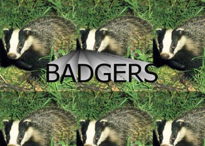 badgers badgers badgers