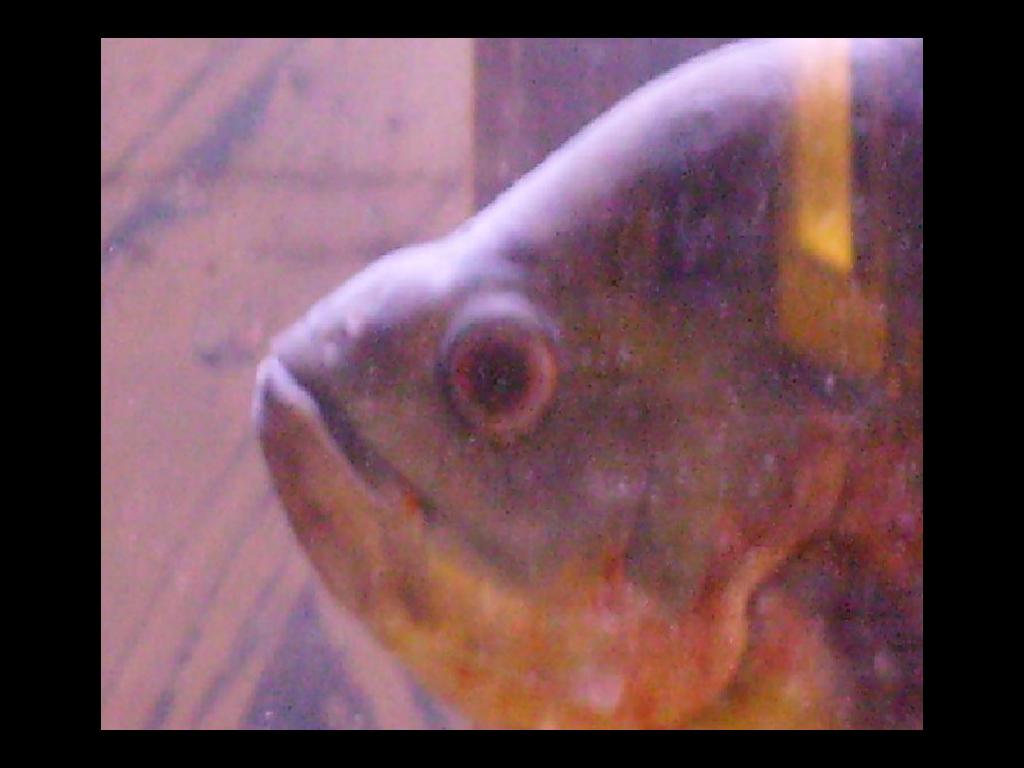 oscarthefish