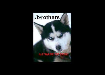 /b/EWARE OF DOG!