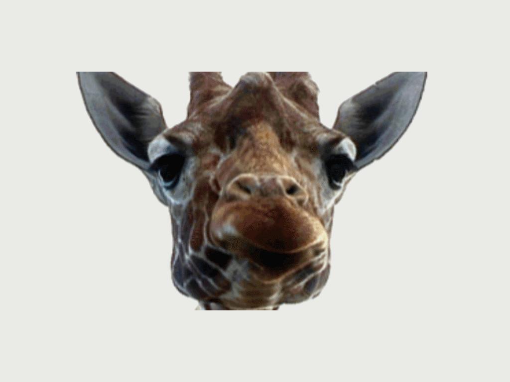 giraffegarden