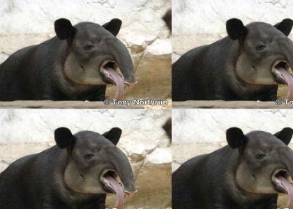 tapir