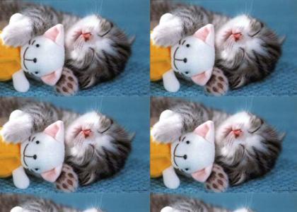 Teh Cutest Kitty =^_^=