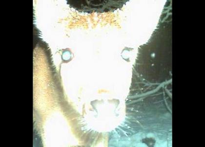 A Deer Stares into your Soul