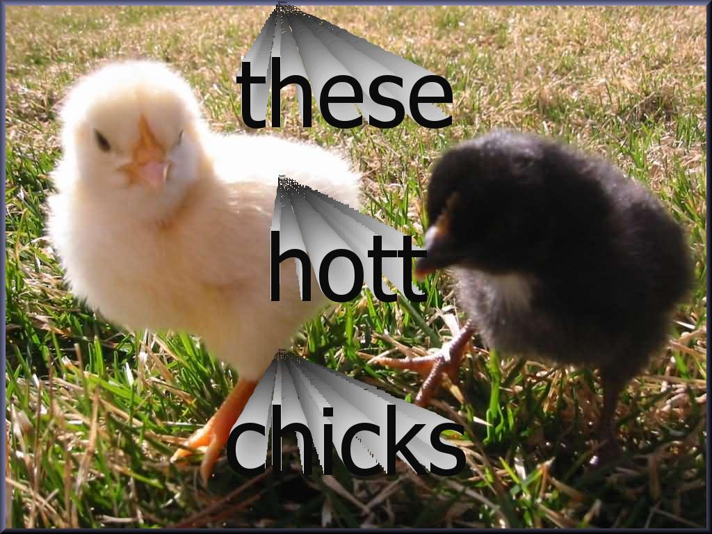 chicks0in0grass