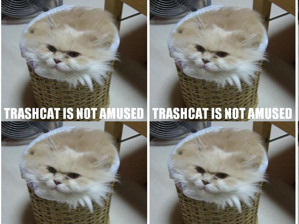 trashcatnotamused