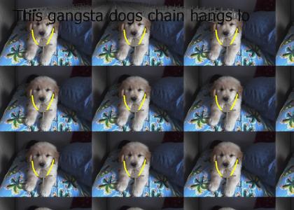Gangsta Dog