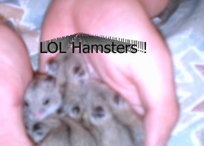handful of hamsters