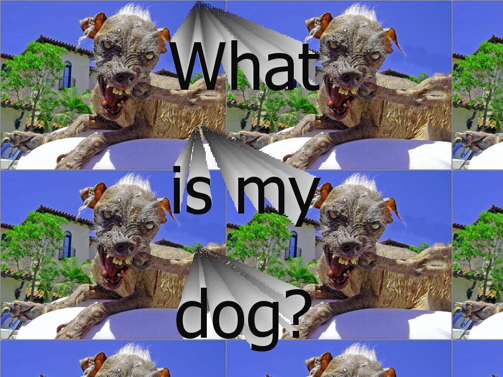 whatismydog