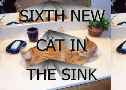 SIXTH NEW CAT IN THE SINK