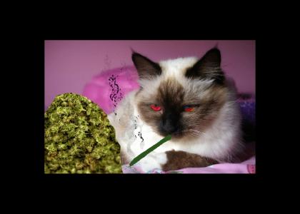 (nsfw) Pussy Marijuana