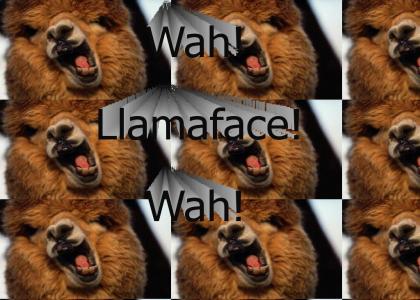 Llamaface