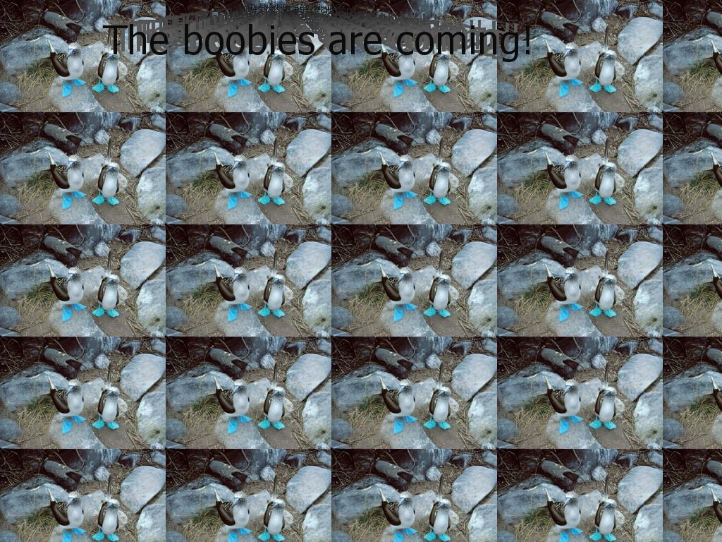 boobies-yay