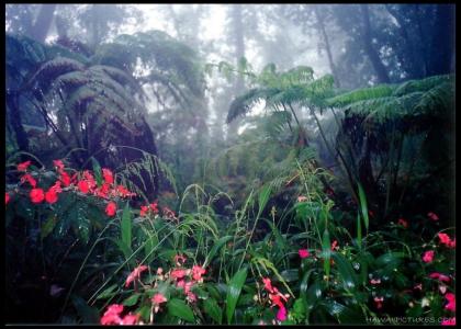 Serenity of the Rainforest