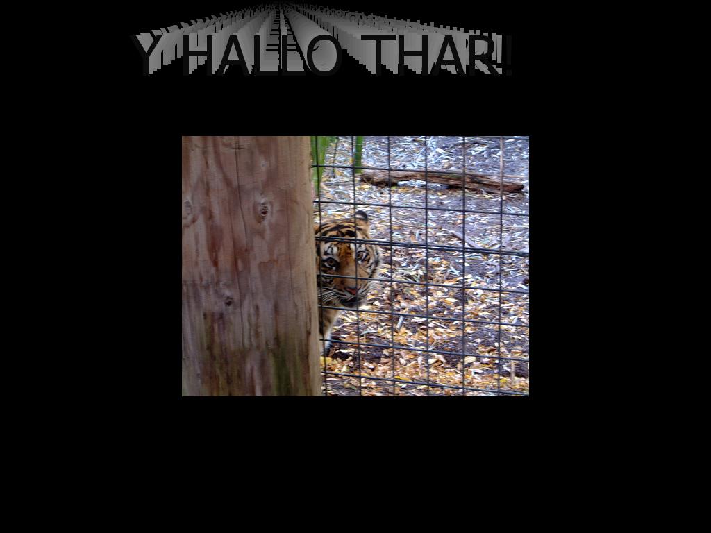 yhallothar-zoo