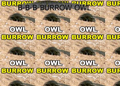 B-B-B-Burrow Owl!