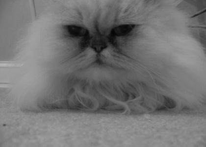 Fluffy Cat stares into your soul...