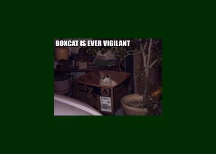 Boxcat is Ever Vigilant (animated)
