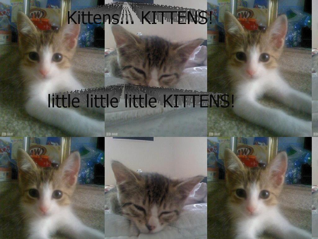 kittensKITTENS