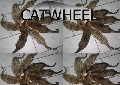 Catwheel